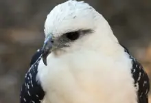 Closeup Image of White Hawks
