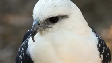 Closeup Image of White Hawks