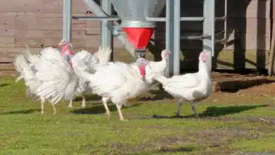 Group of White Holland Turkeys Walking on the Grass