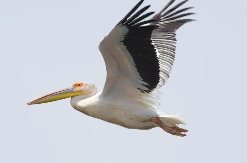 White Pelican 