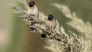 Two White-Spectacled Bulbuls Resting