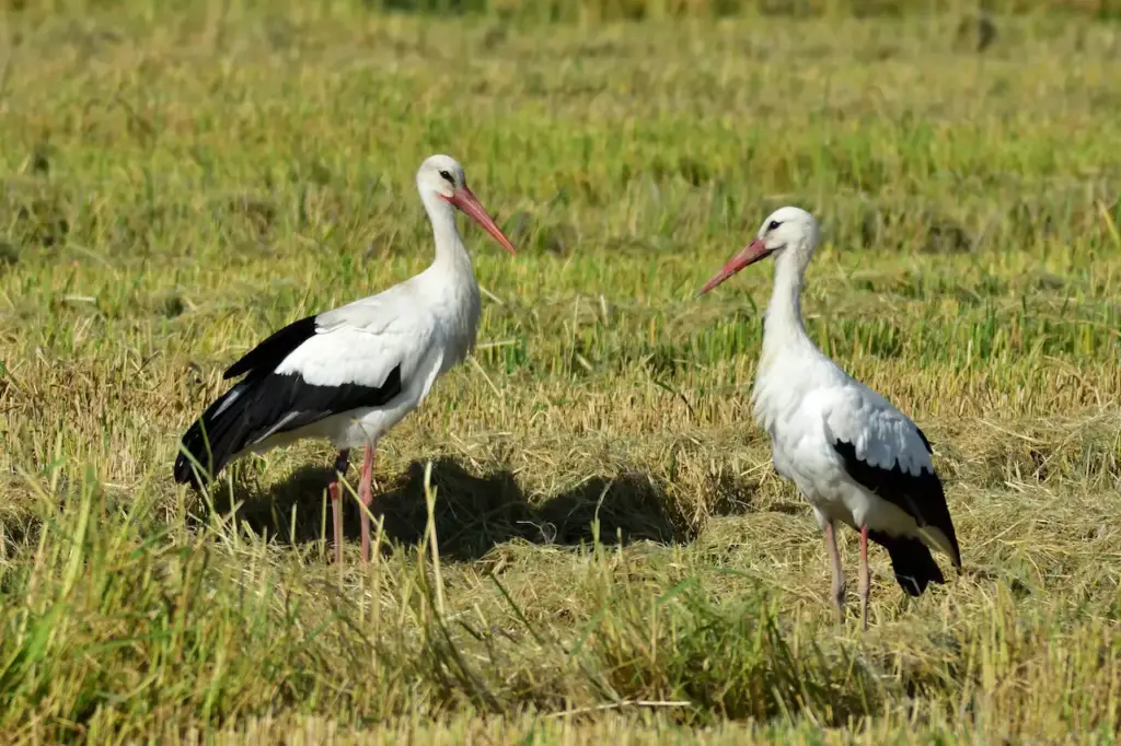White Storks on the Grass 
