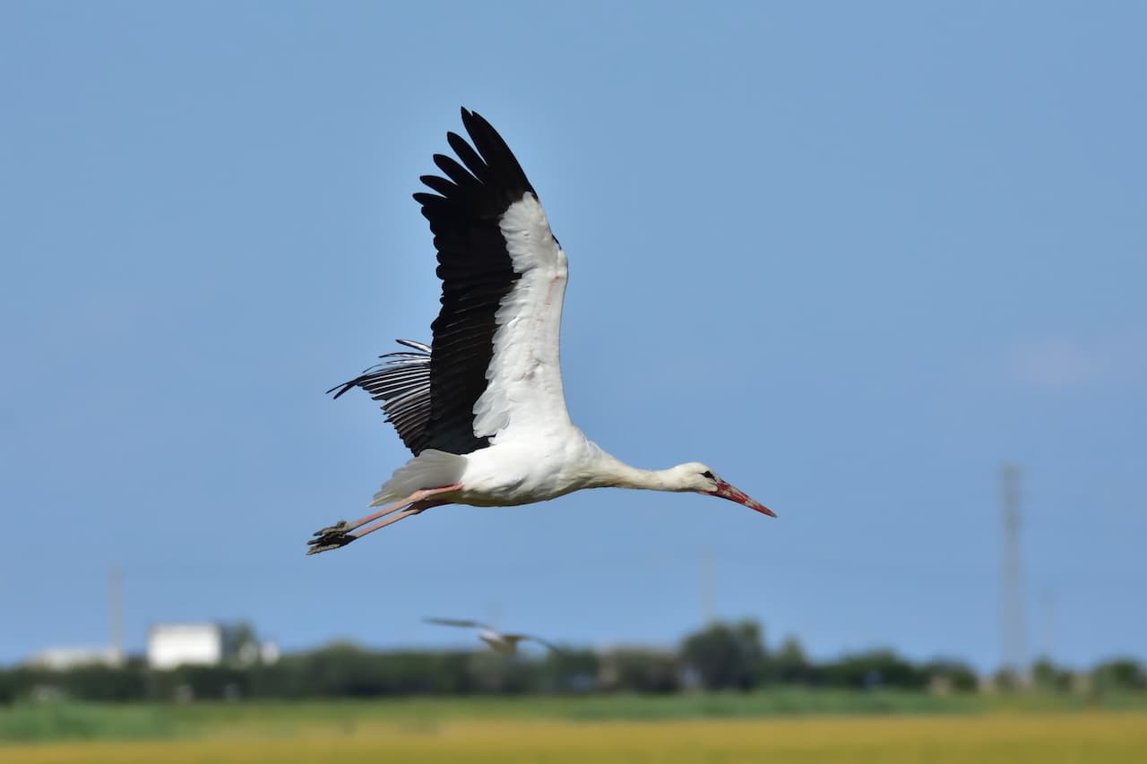 White Storks Flying