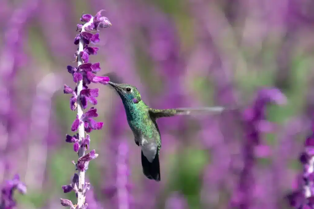 White-Vented Violetears Image