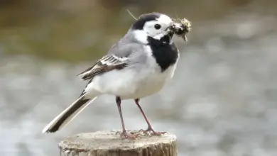 The White Wagtails Catch For Food