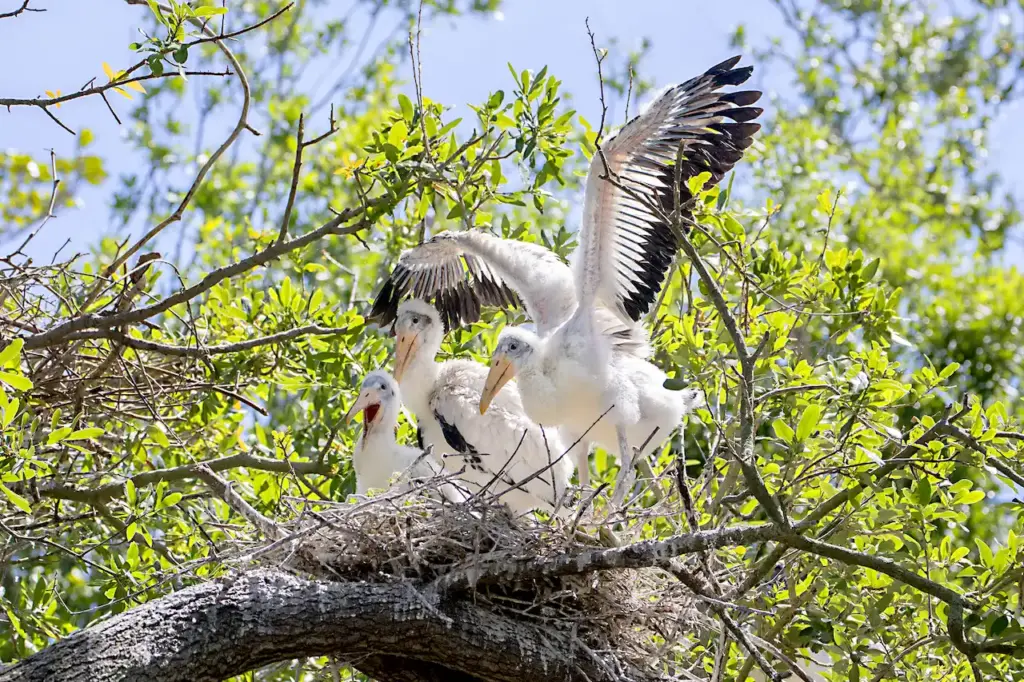 A White Wood Storks Resting On Their Nest