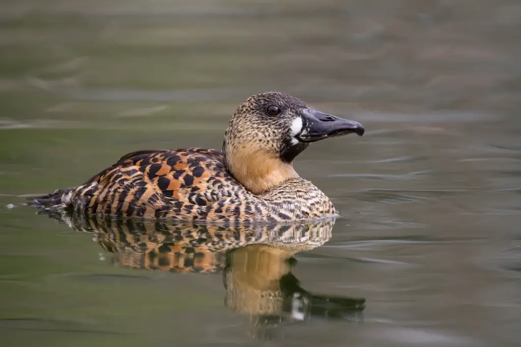 White-backed Duck on a Water