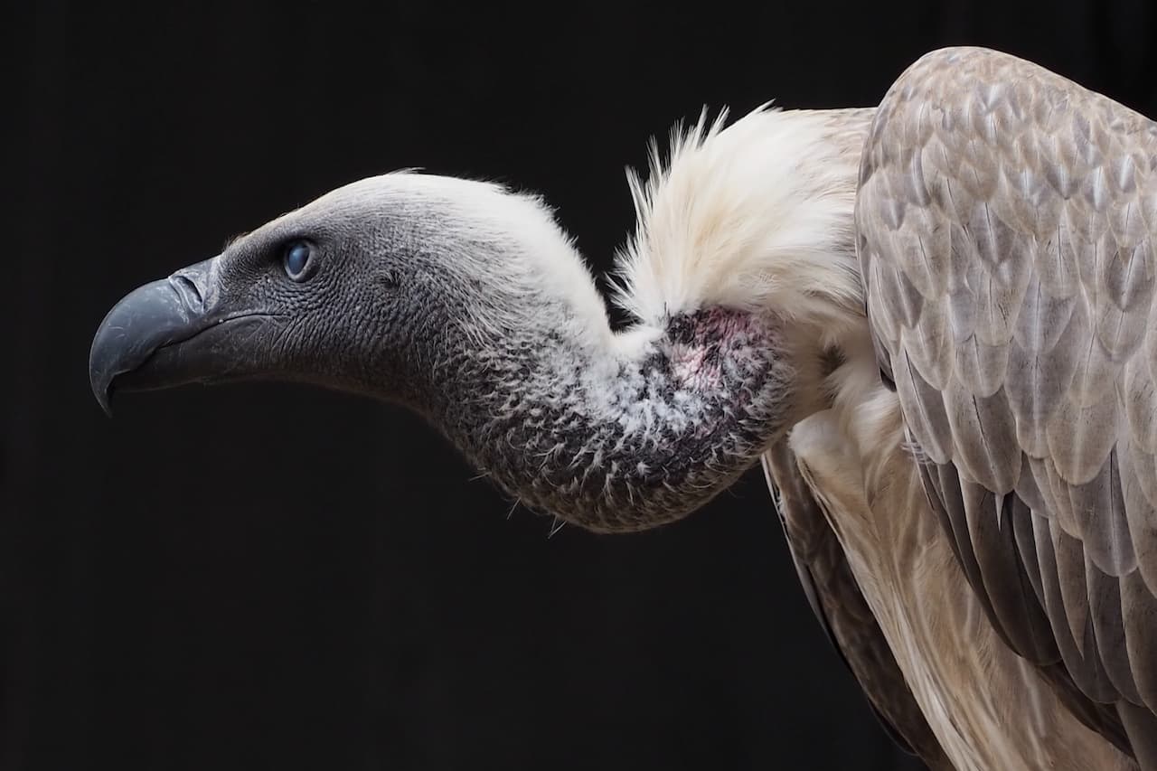 The White-backed Vultures Close Up Image