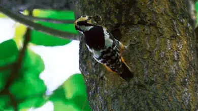 The White-backed Woodpeckers Making A Hole In A Tree