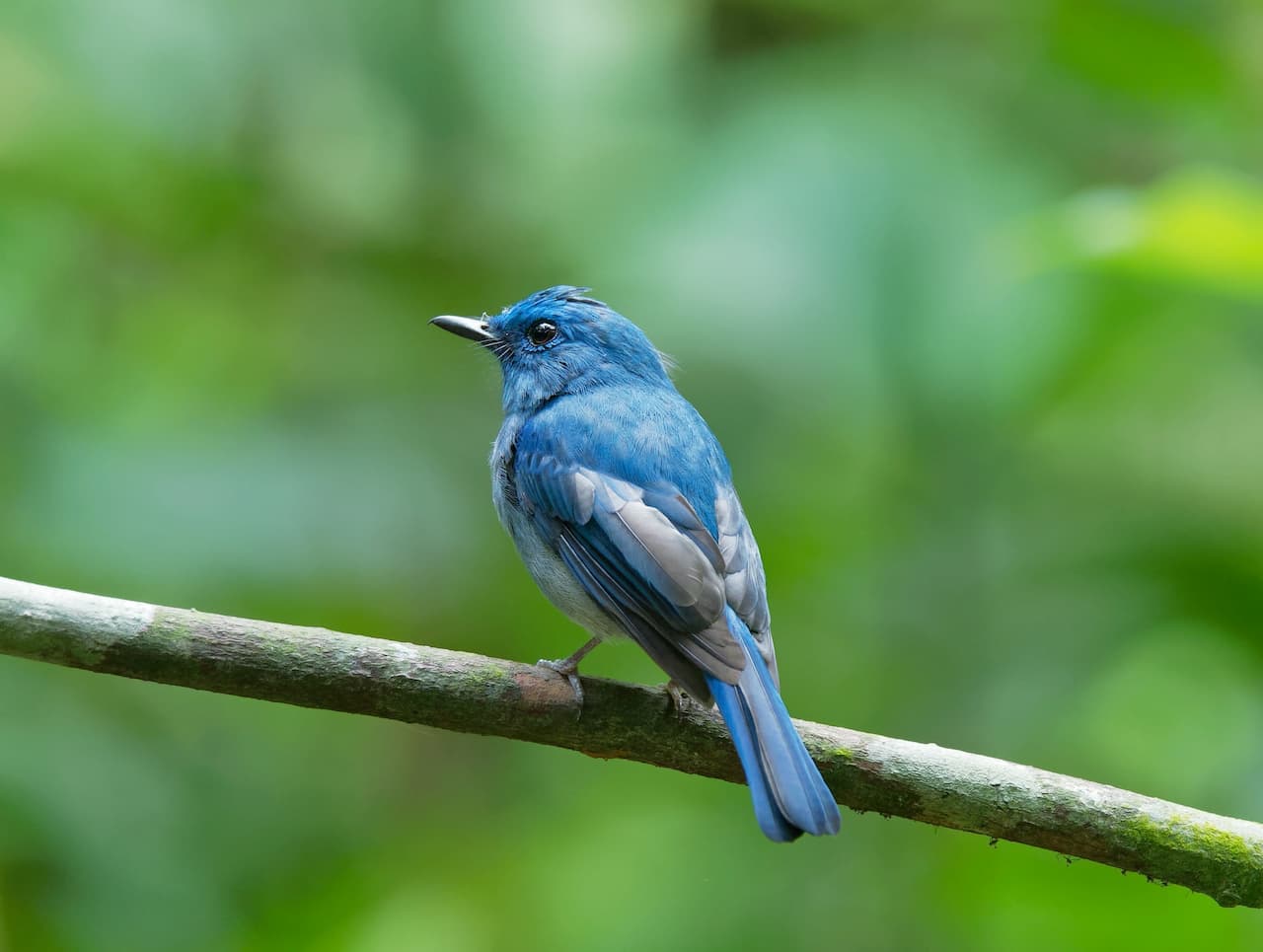 The White-bellied Blue Flycatcher Perched Into The Woods Looking For Food