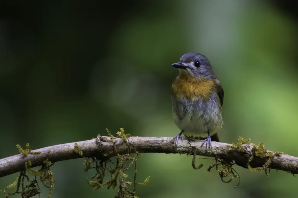 White-bellied Blue Flycatchers Sitting on a Small Branch
