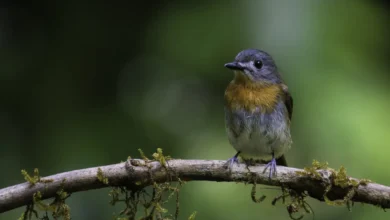 White-bellied Blue Flycatchers Sitting on a Small Branch