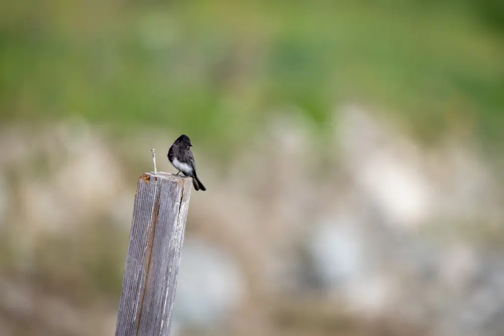 The White-bellied Drongos Perched On A Wood