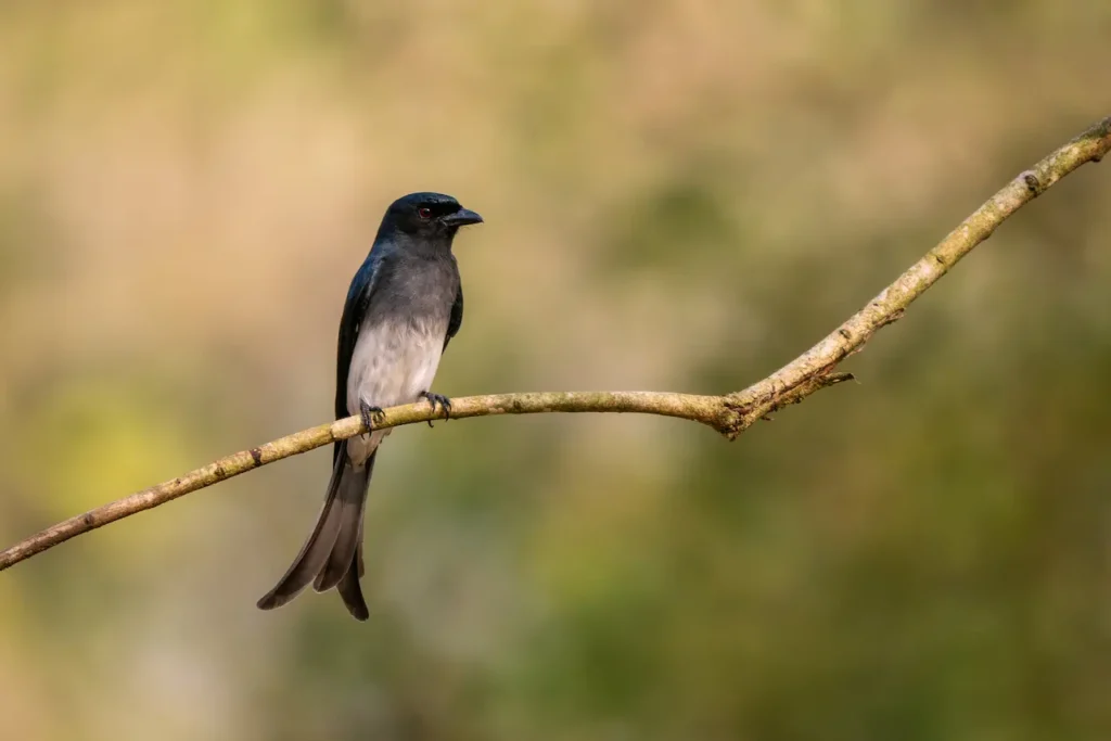 White-bellied Drongos Image 