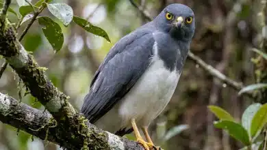 White-bellied Goshawks (Accipiter haplochrous)
