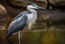 White-bellied Herons on a Water Image