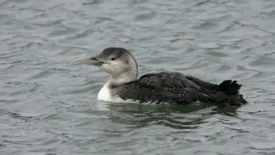 A White-billed Divers On The Water
