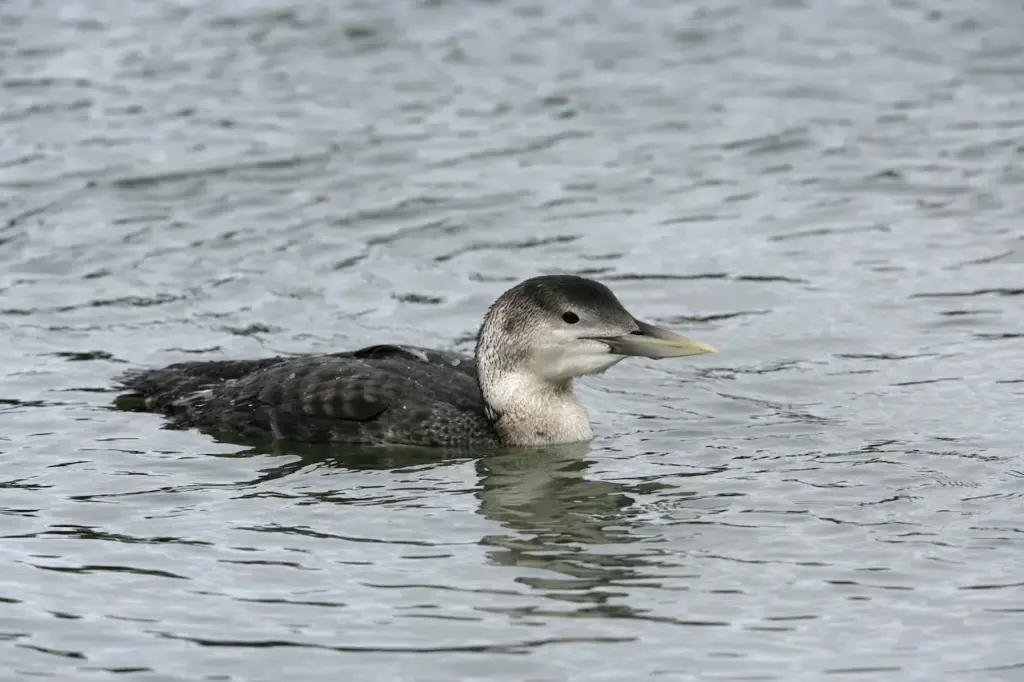 White-billed Divers or Yellow-billed Loons