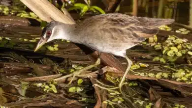 White-browed Crakes