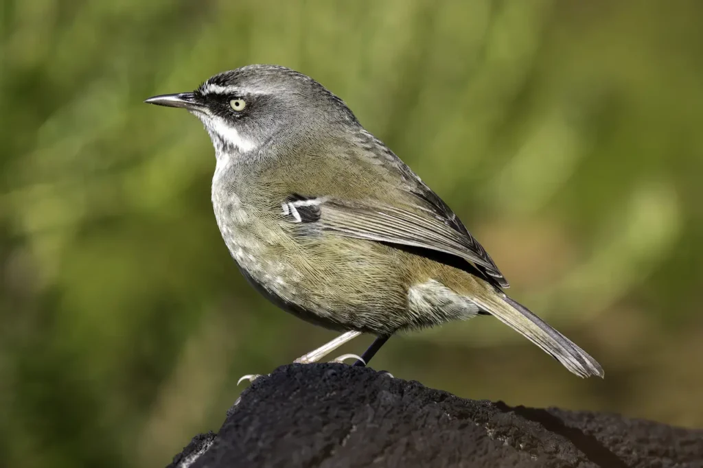 White-browed Scrubwrens 