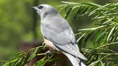 White-browed Woodswallows on a Plant