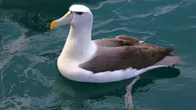 The White-capped Albatross in the Water