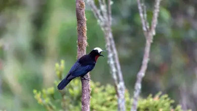 White-capped Tanagers Perched on Branch
