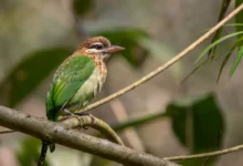 A White-cheeked Barbets Perched on a Tree Branch