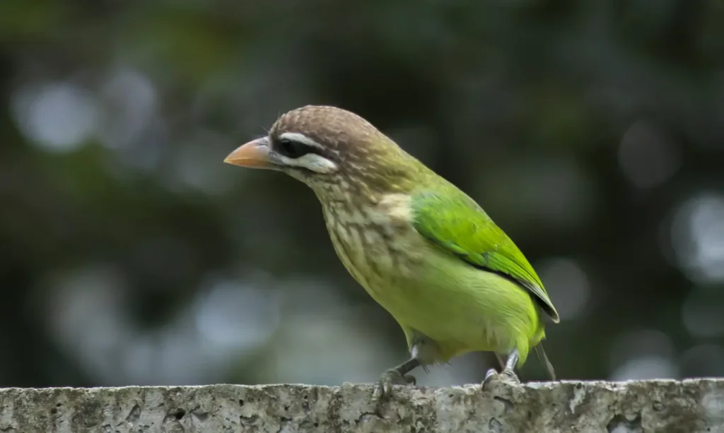 A White-cheeked Barbet Perched on a Concrete Wall While Watching Its Surroundings