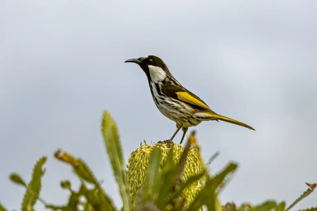 White-cheeked Honeyeater Resting on Wallum Banksia 