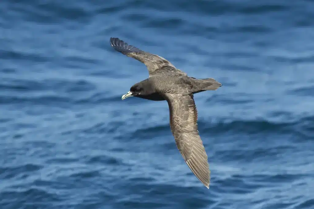 White-chinned Petrel