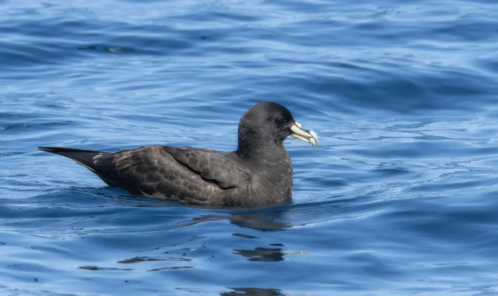 White-chinned Petrel Image