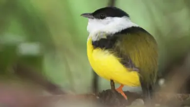 White-collared Manakin Finches Close Up