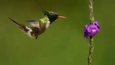 White-crested Coquettes