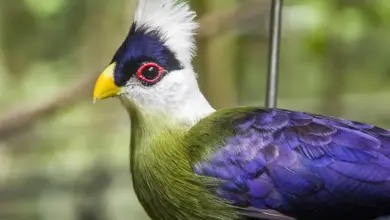 Close-up Image Of An White-crested Turaco Bird