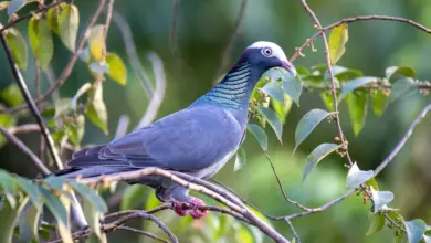 The White-crowned Pigeons Perched Into The Woods