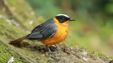 White-crowned Robin-chats Searching For Food On The Ground