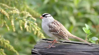 A White-crowned Sparrows Perched On Wood