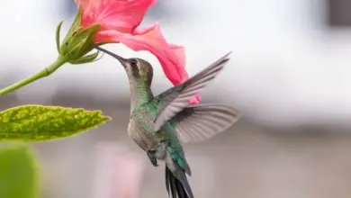 The White-eared Hummingbirds Eating