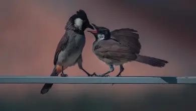 Two White-eared Bulbuls Feed Their Partner.