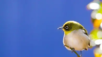 A Bird with White-eye Perched On The Twig