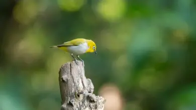 White-eye Species Index