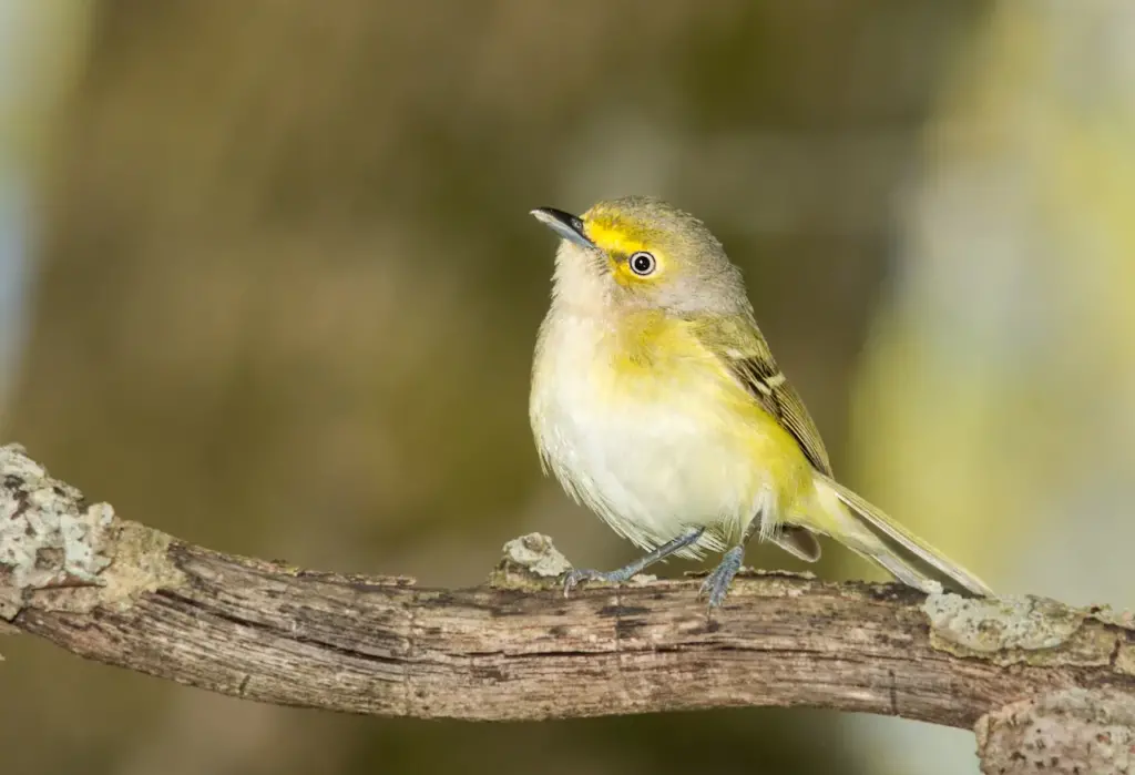 A Yellow Bird Perched on Tree Branch White-eyed Vireos