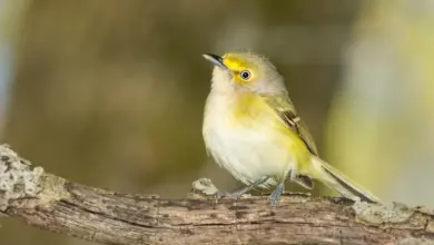 A Yellow Bird Perched on Tree Branch White-eyed Vireos