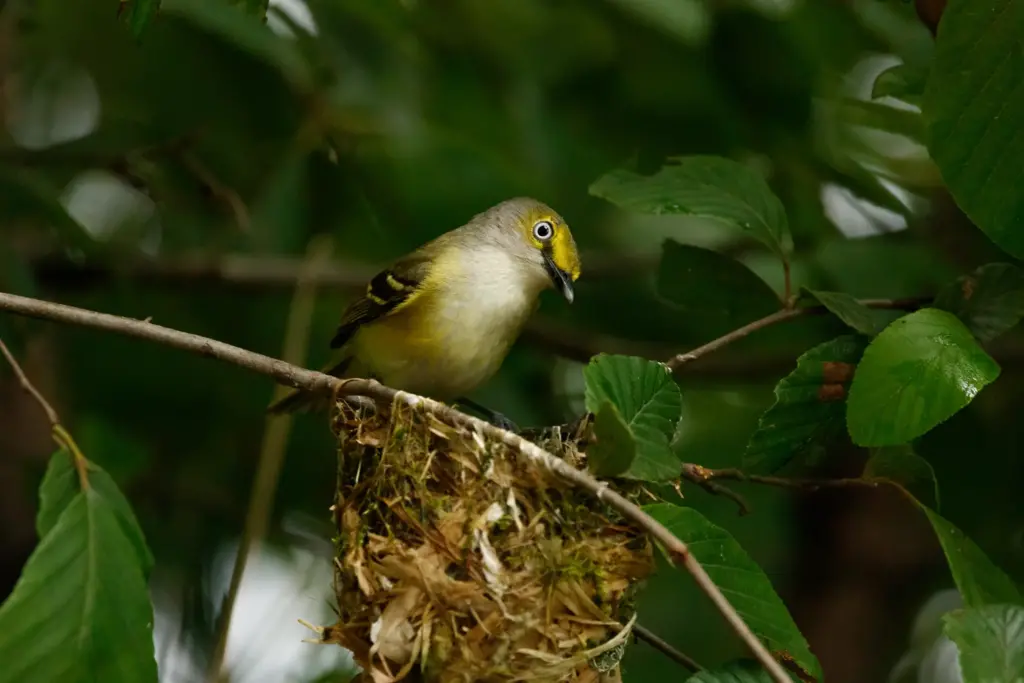 White-eyed Vireos Guarding its Nest 