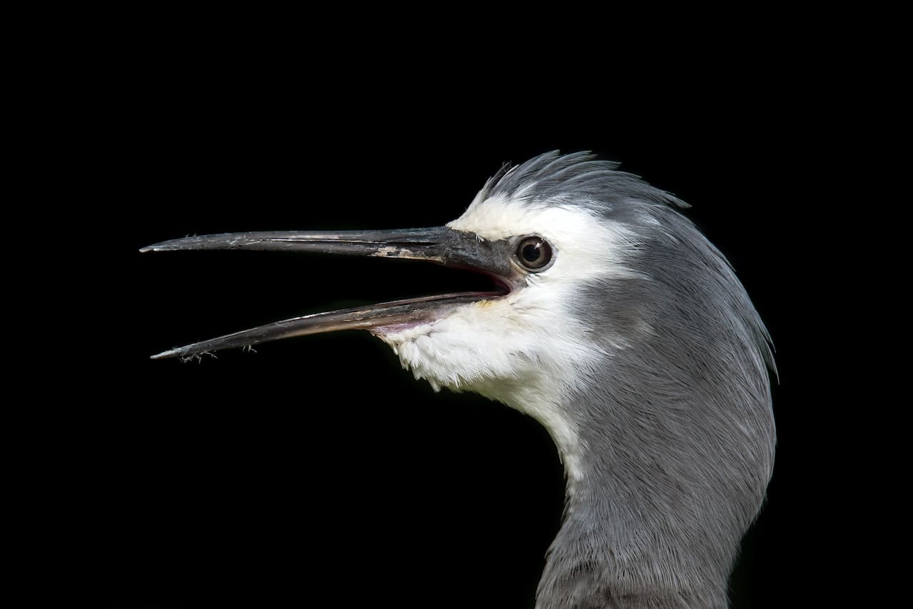 A Close Up Of White-faced Heron