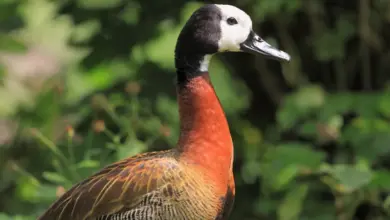 Closeup Image of White-faced Whistling Duck