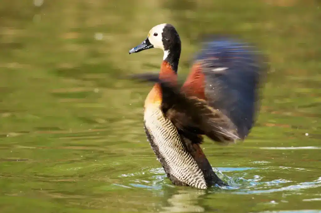 White-faced Whistling-Duck Flapping Its Wings