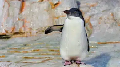 White-flippered Penguins