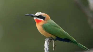 A White-fronted Bee-eater sitting on a branch alone.